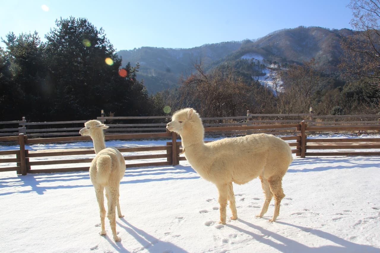 Alpaca World, Nami Island, and Garden of Morning Calm Tour from Seoul – photo 2