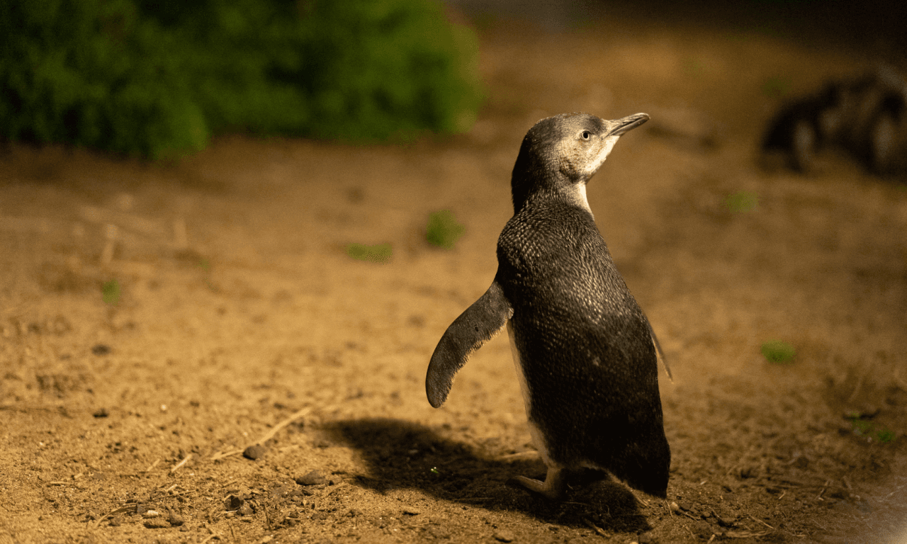 Phillip Island with Penguin Parade Eco Tour – photo 27