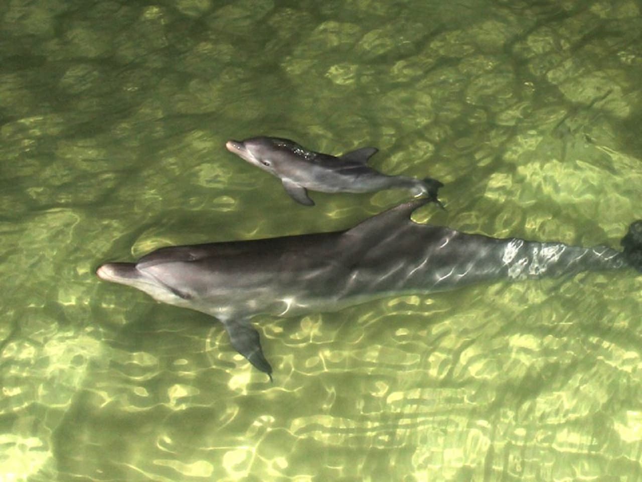 Tangalooma Island Tour with Dolphin Viewing