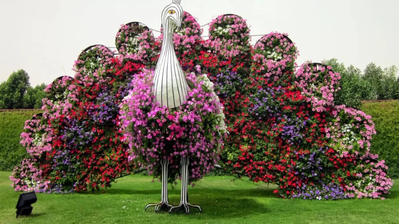 Dubai Miracle Garden Ticket – photo 8