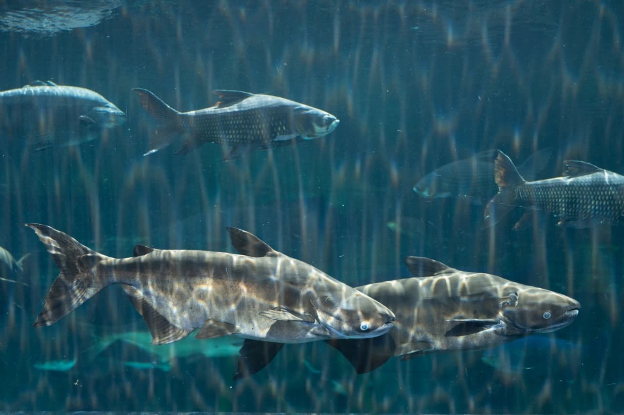 Aquaria Phuket – photo 25