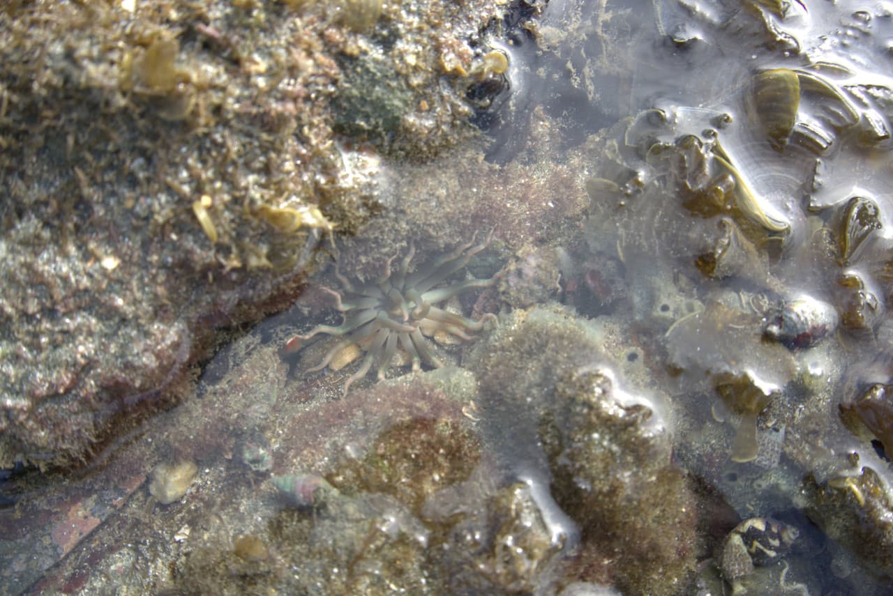 Desaru Beach and Tide Pool Walk – photo 35