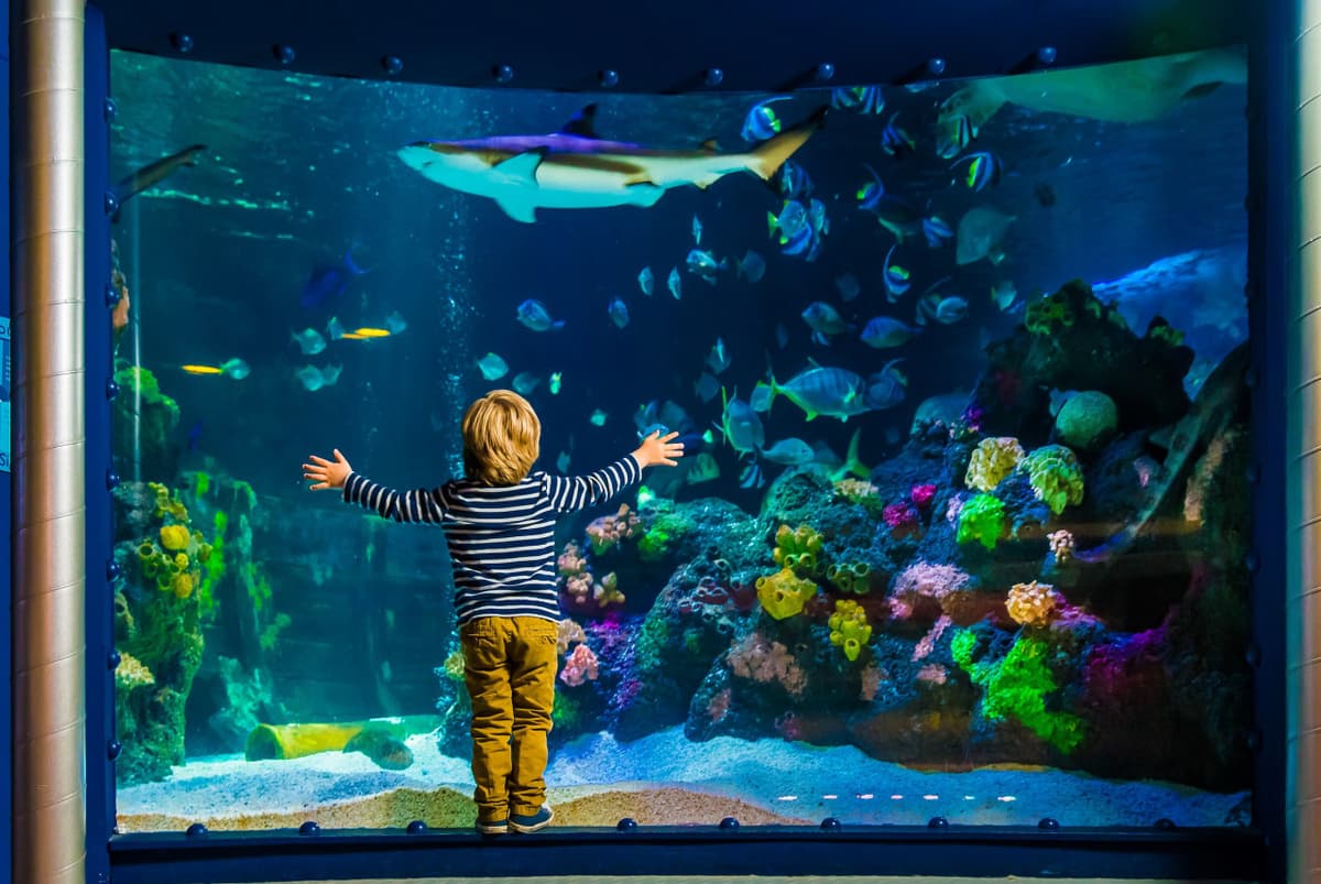 SEA LIFE Timmendorfer Strand Aquarium Ticket