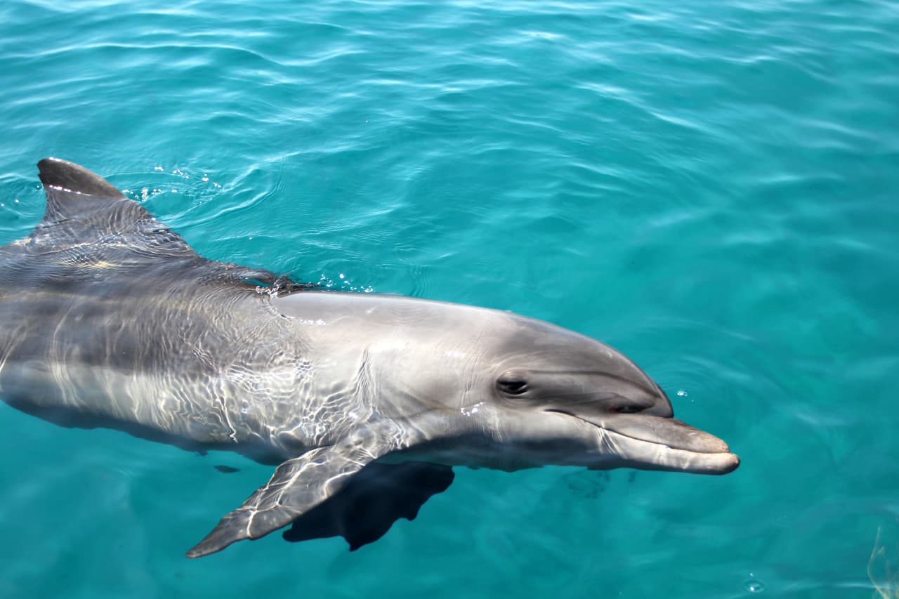 Tangalooma Wrecks & Dolphin Cruise Optional Round transfer from Brisbane City and Gold Coast – photo 13