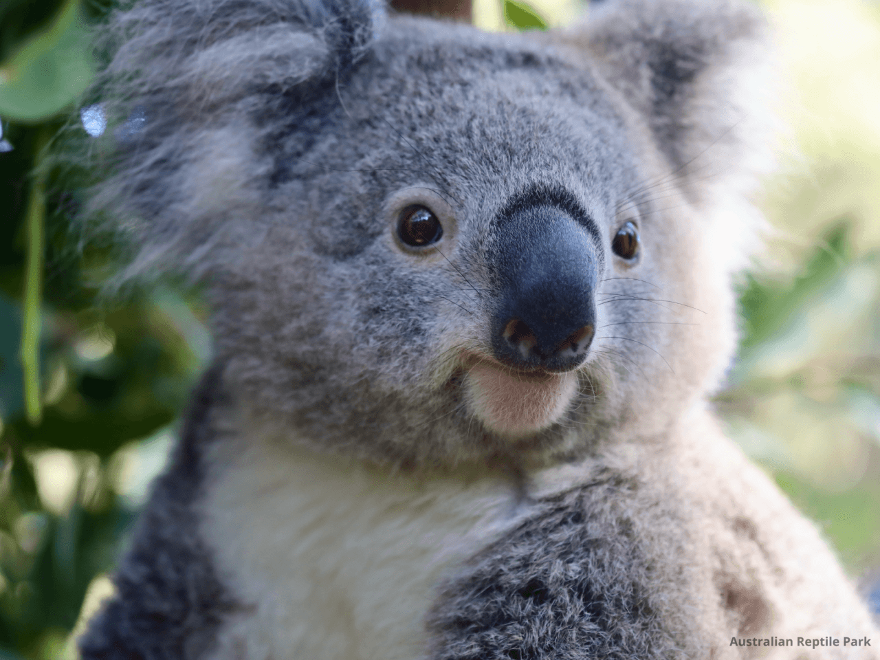 Australian Reptile Park – photo 18