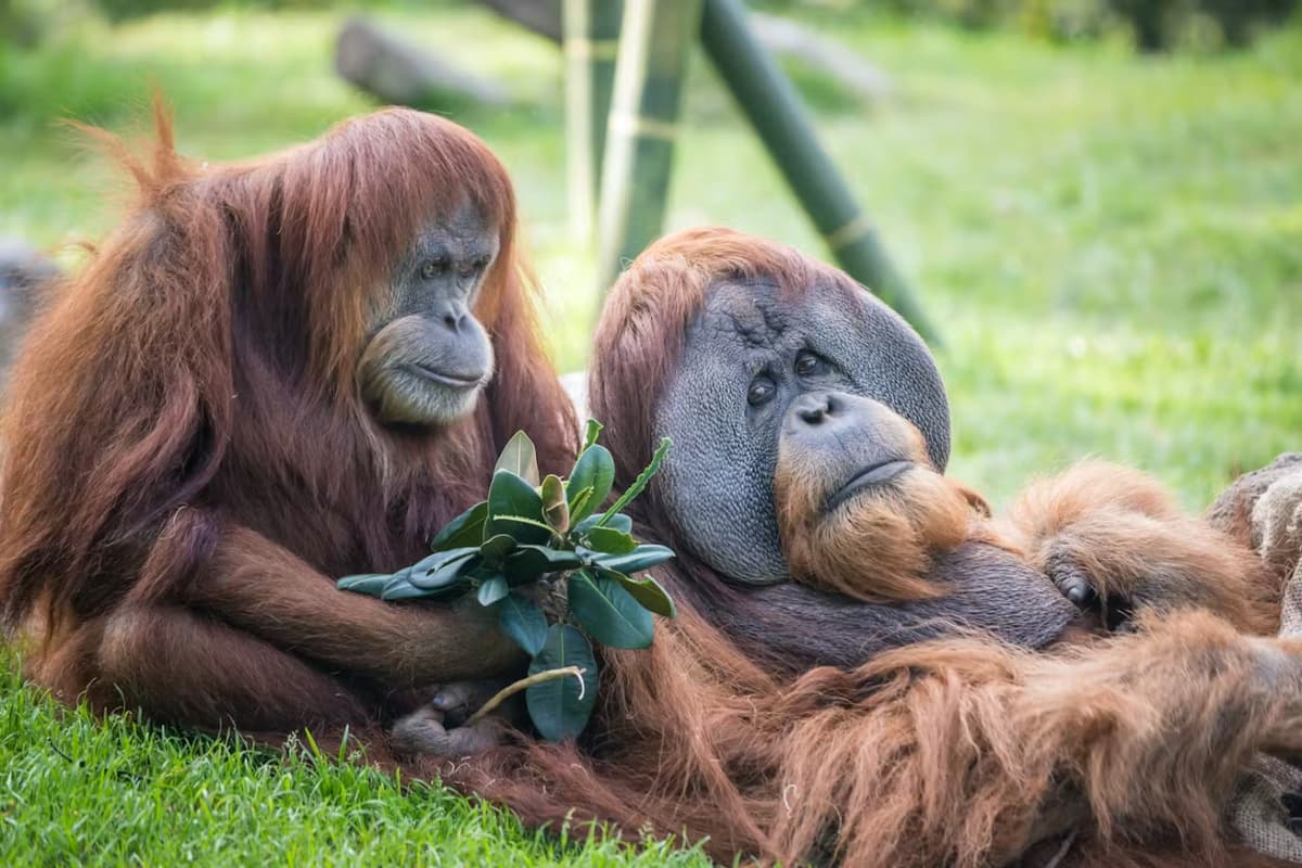 2-Visit Pass: San Diego Zoo + San Diego Zoo Safari Park Tickets