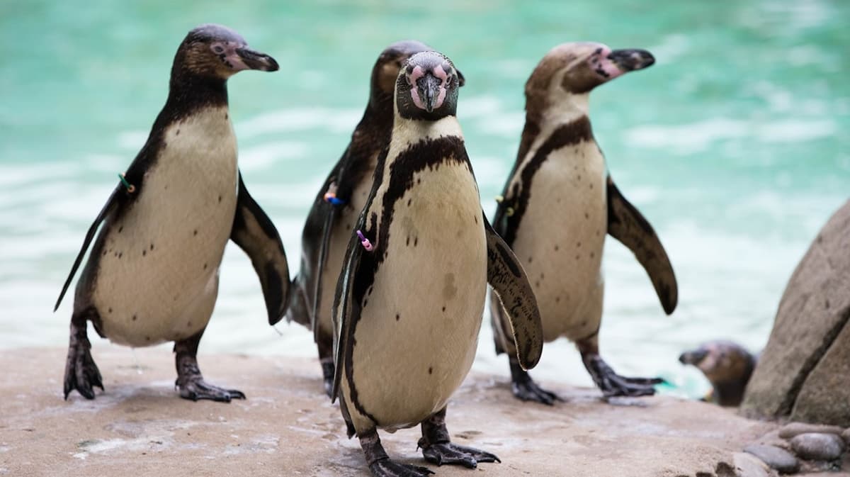 London Zoo