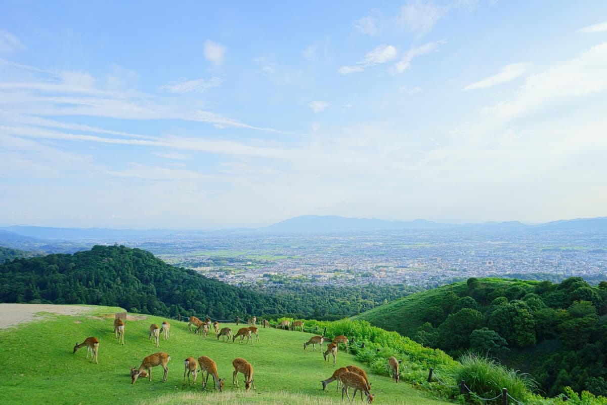 Kyoto and Nara Full-Day Tour from Kyoto