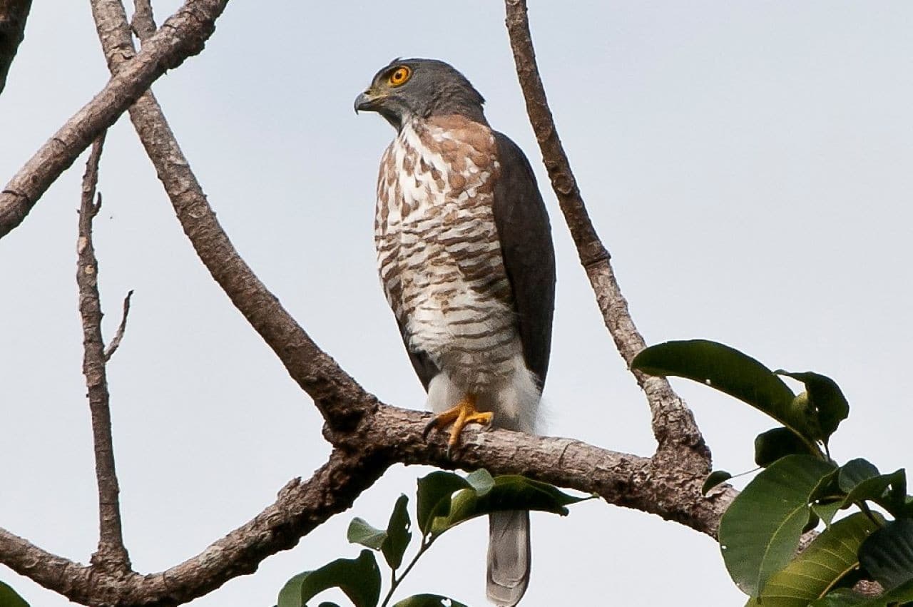 Desaru Coast Birdwatching Experience – photo 3