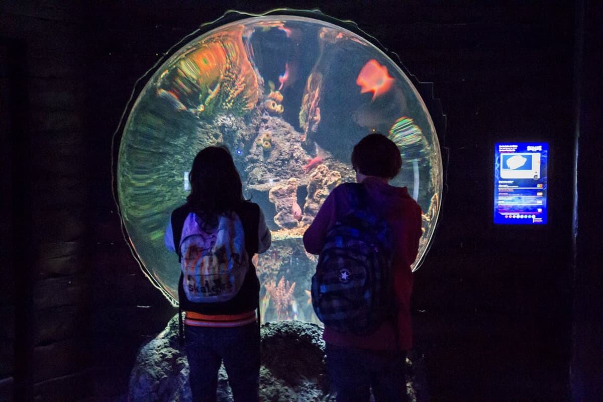 SEA LIFE Porto Ticket