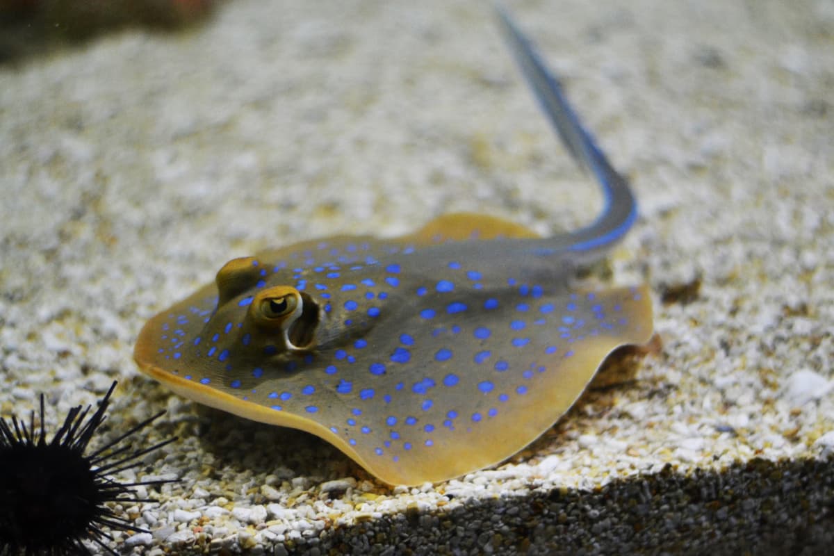Chiang Mai Zoo Aquarium