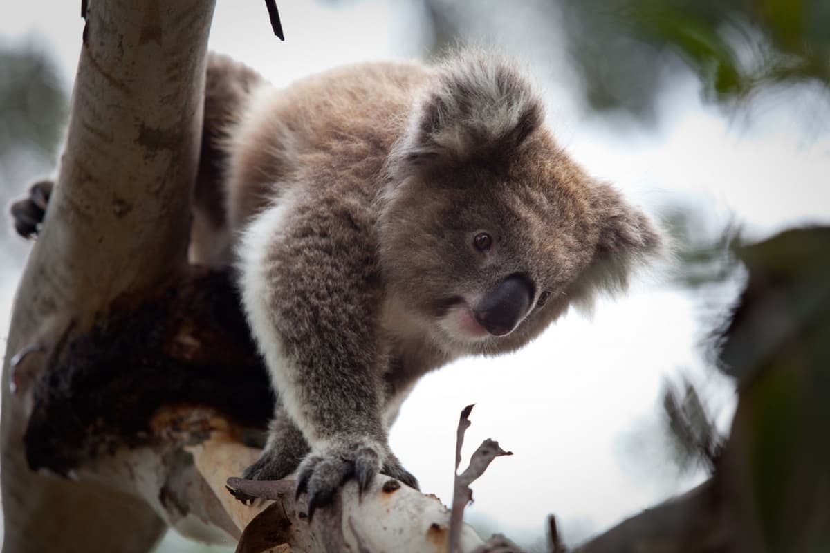 Phillip Island Nature Parks - Koala Conservation Reserve Ticket