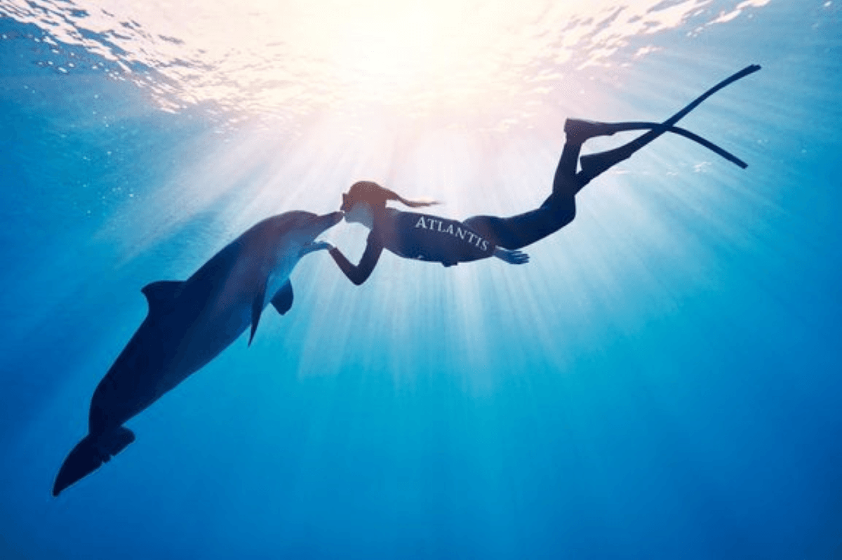 Atlantis Aquaventure World Dubai - Dolphin and Sea Lion Experiences at Atlas Village