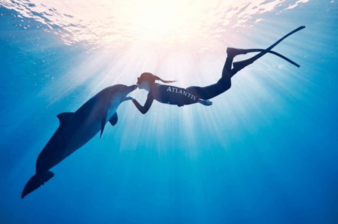 Atlantis Aquaventure World Dubai - Dolphin and Sea Lion Experiences at Atlas Village