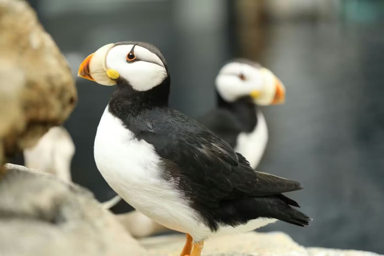 Georgia Aquarium: Fast Track Ticket – photo 15