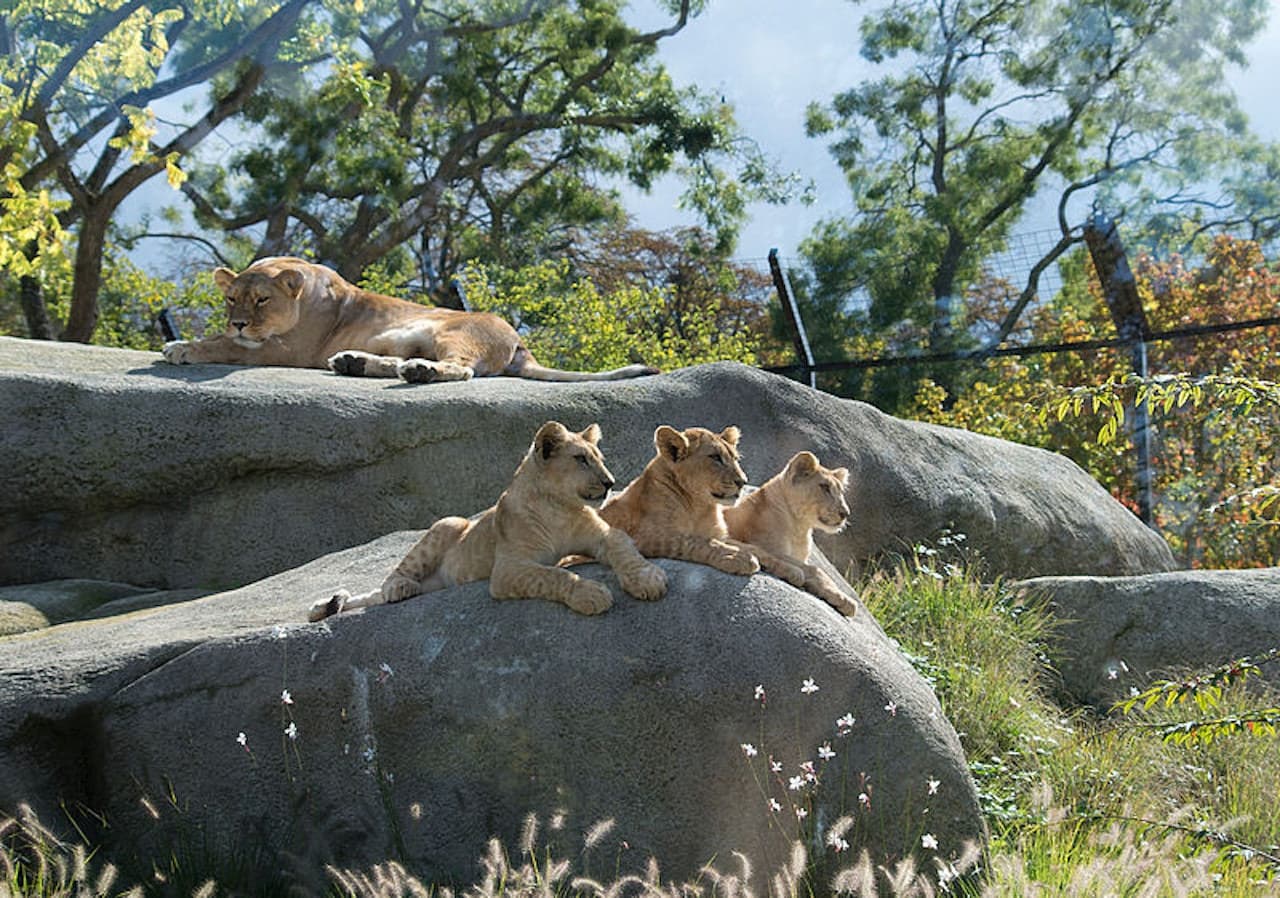 Paris Zoo (Parc Zoologique de Paris) – photo 3