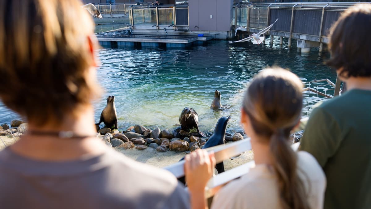 Sea World Gold Coast Ticket