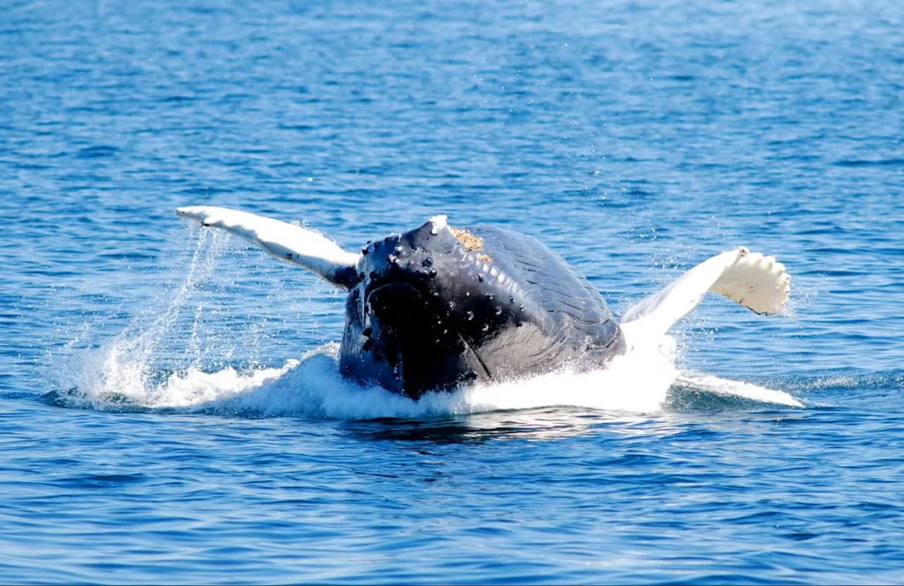 Boston Harbor Whale Watch Cruise – photo 6