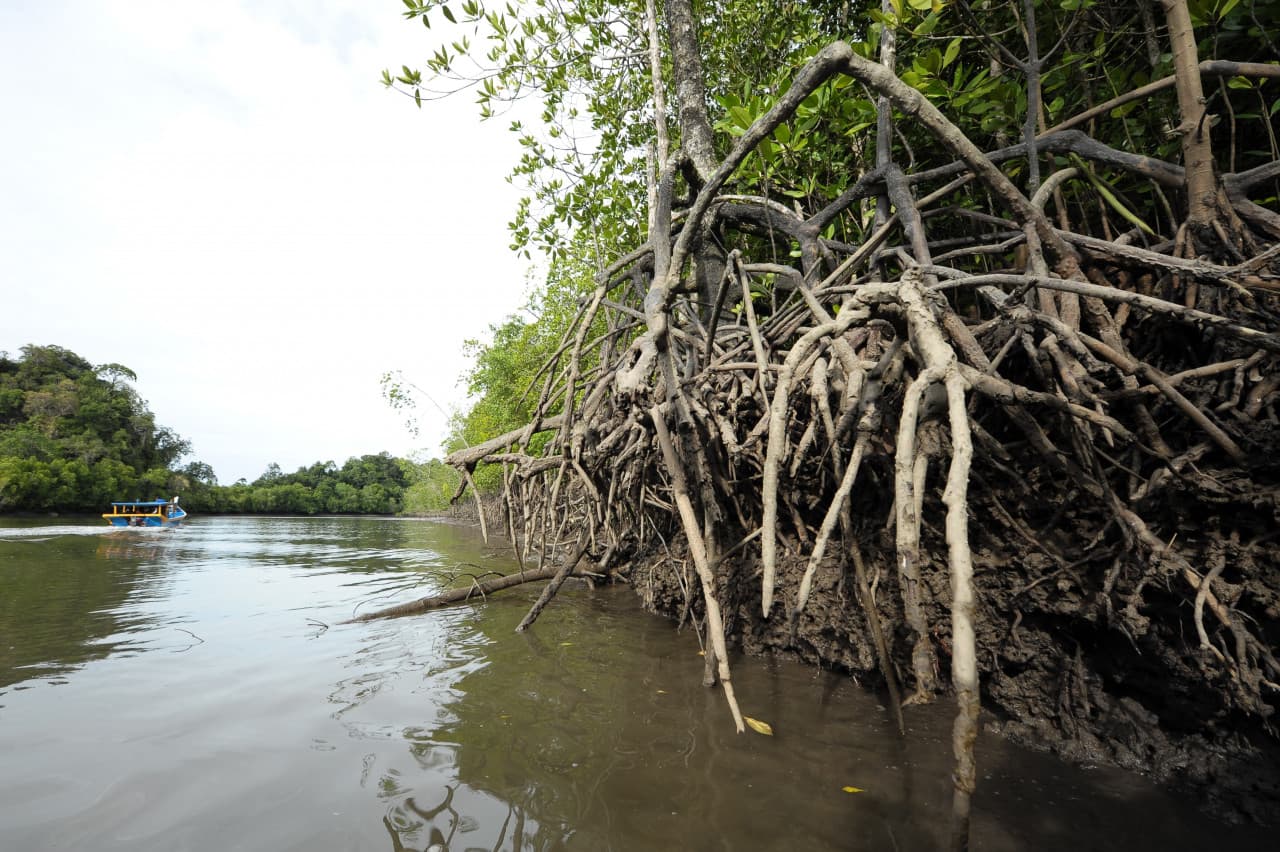 Langkawi Mangrove Cruise and Snorkeling – photo 3
