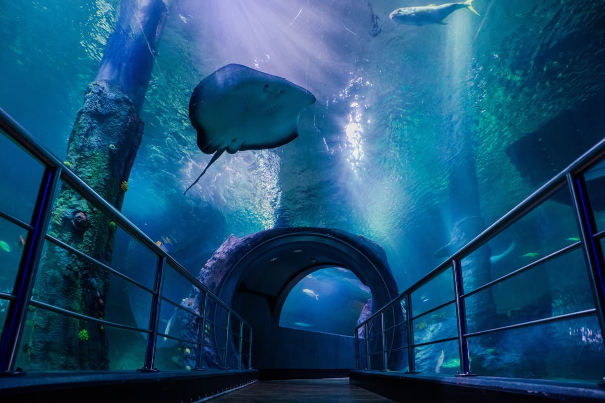 SEA LIFE Melbourne Aquarium Direct Entry Ticket