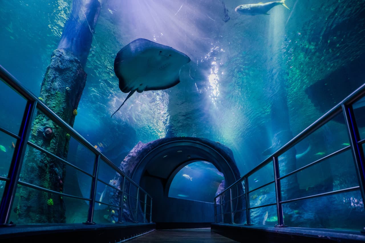 SEA LIFE Melbourne Aquarium Direct Entry Ticket