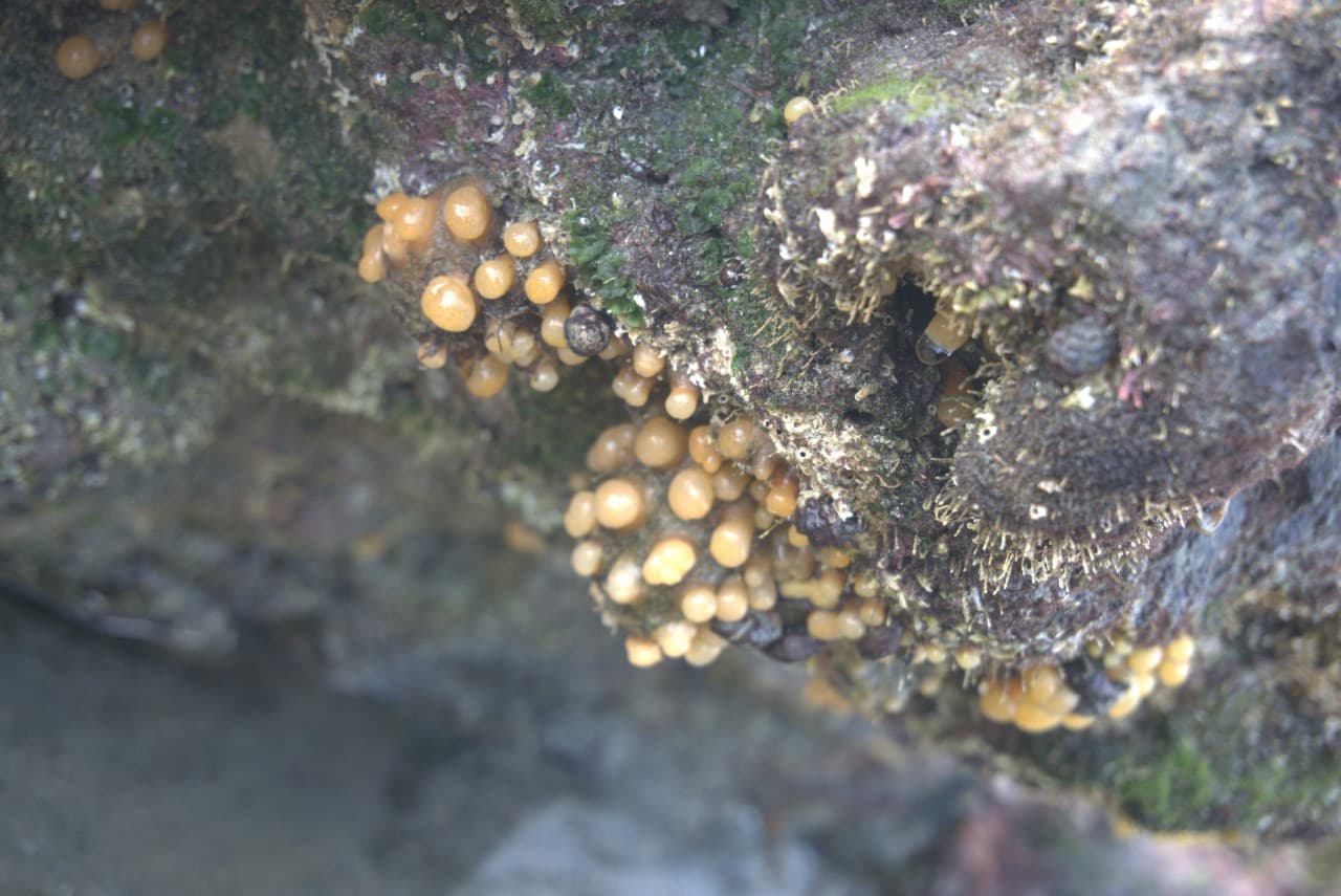 Desaru Beach and Tide Pool Walk – photo 23