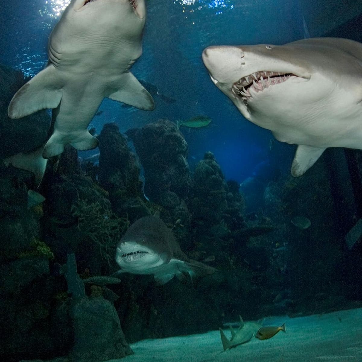 Downtown Aquarium Denver Ticket