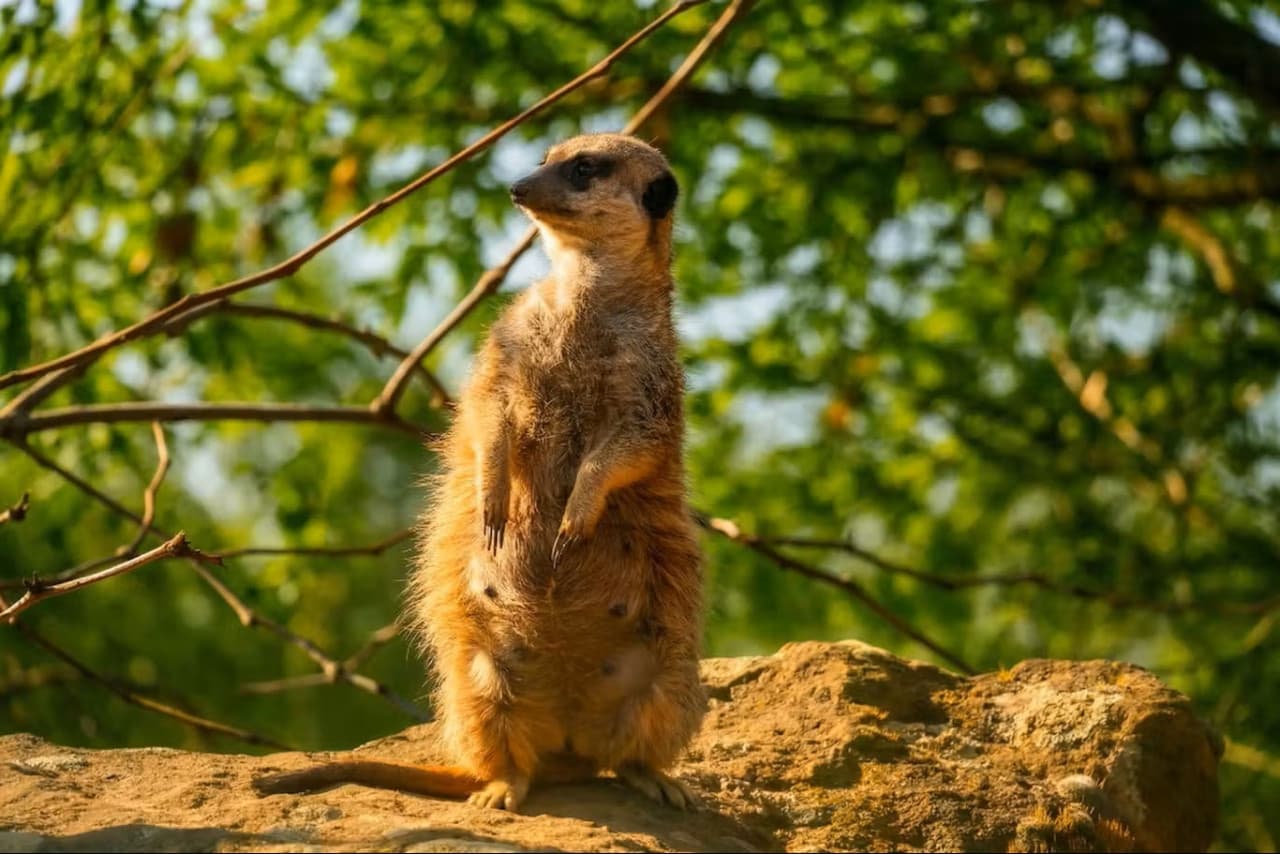 Prague Zoo Ticket + Audio Guide – photo 4