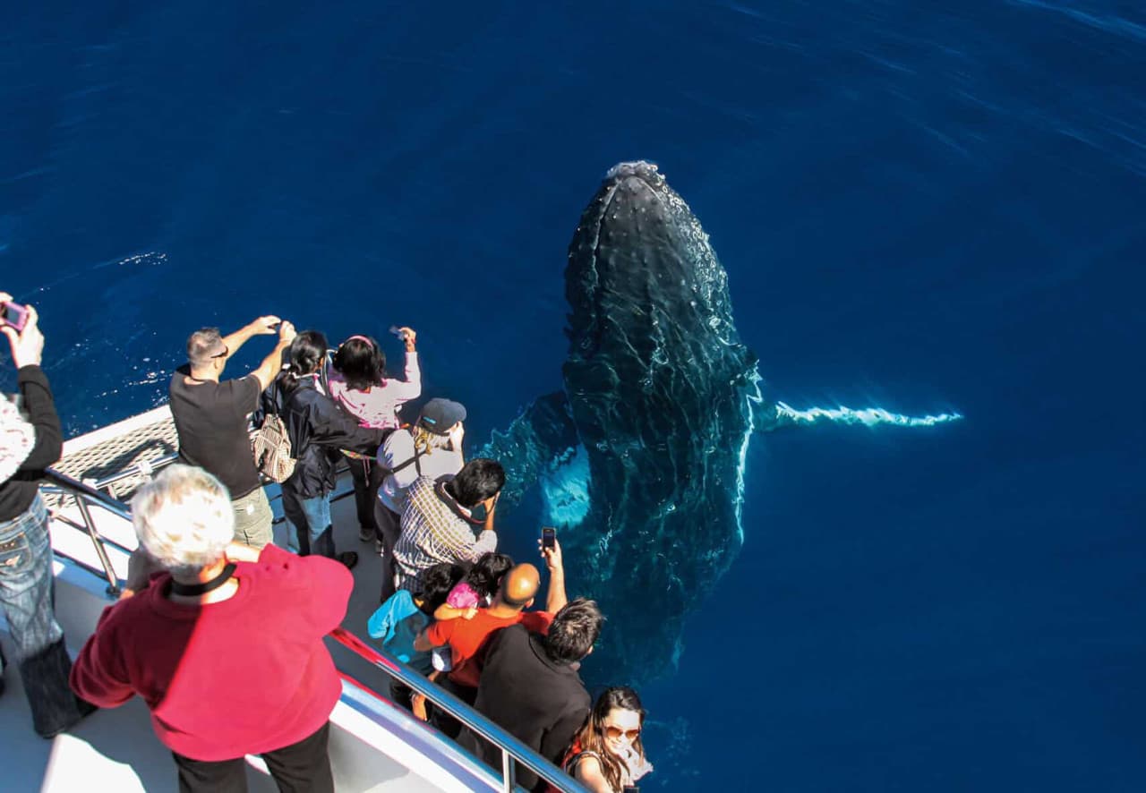 Gold Coast Whale Watching Cruise aboard Sea World Cruises – photo 3