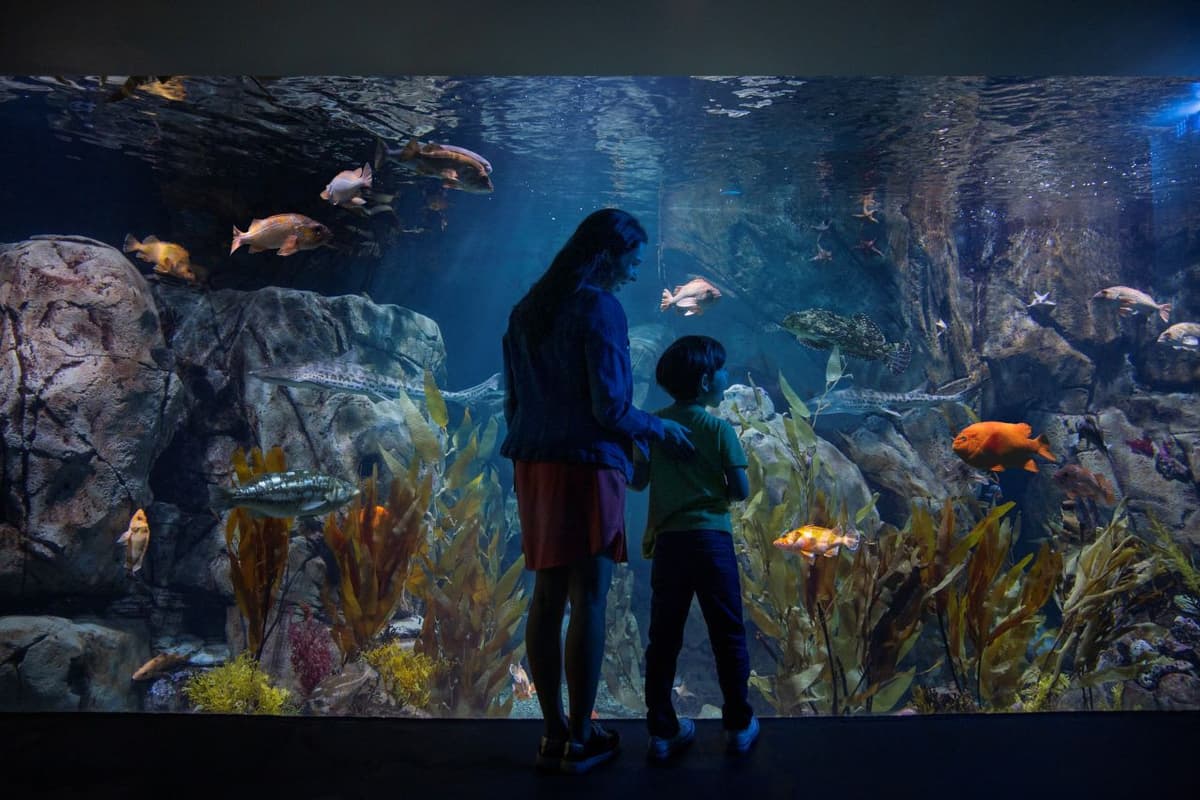 Go City Los Angeles All-Inclusive Pass Plus: Save up to 50% on Attractions