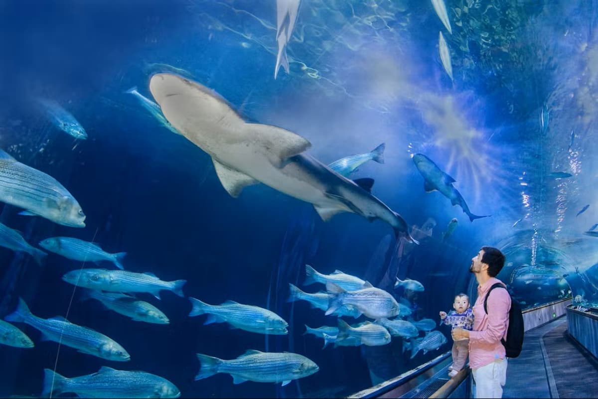 Aquarium of the Bay Ticket