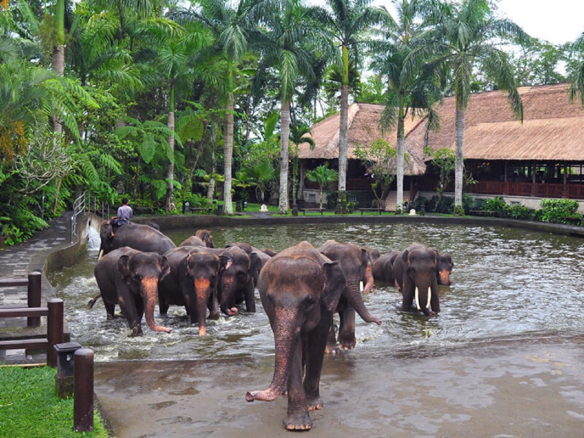 Mason Elephant Park Bali by Mason Adventures (Formerly known as Elephant Safari Park)