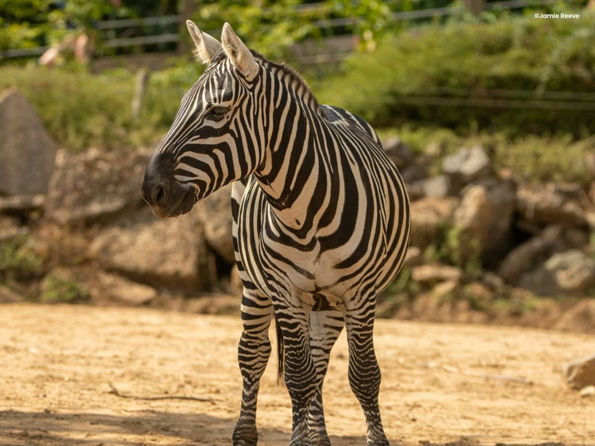 Colchester Zoo Ticket