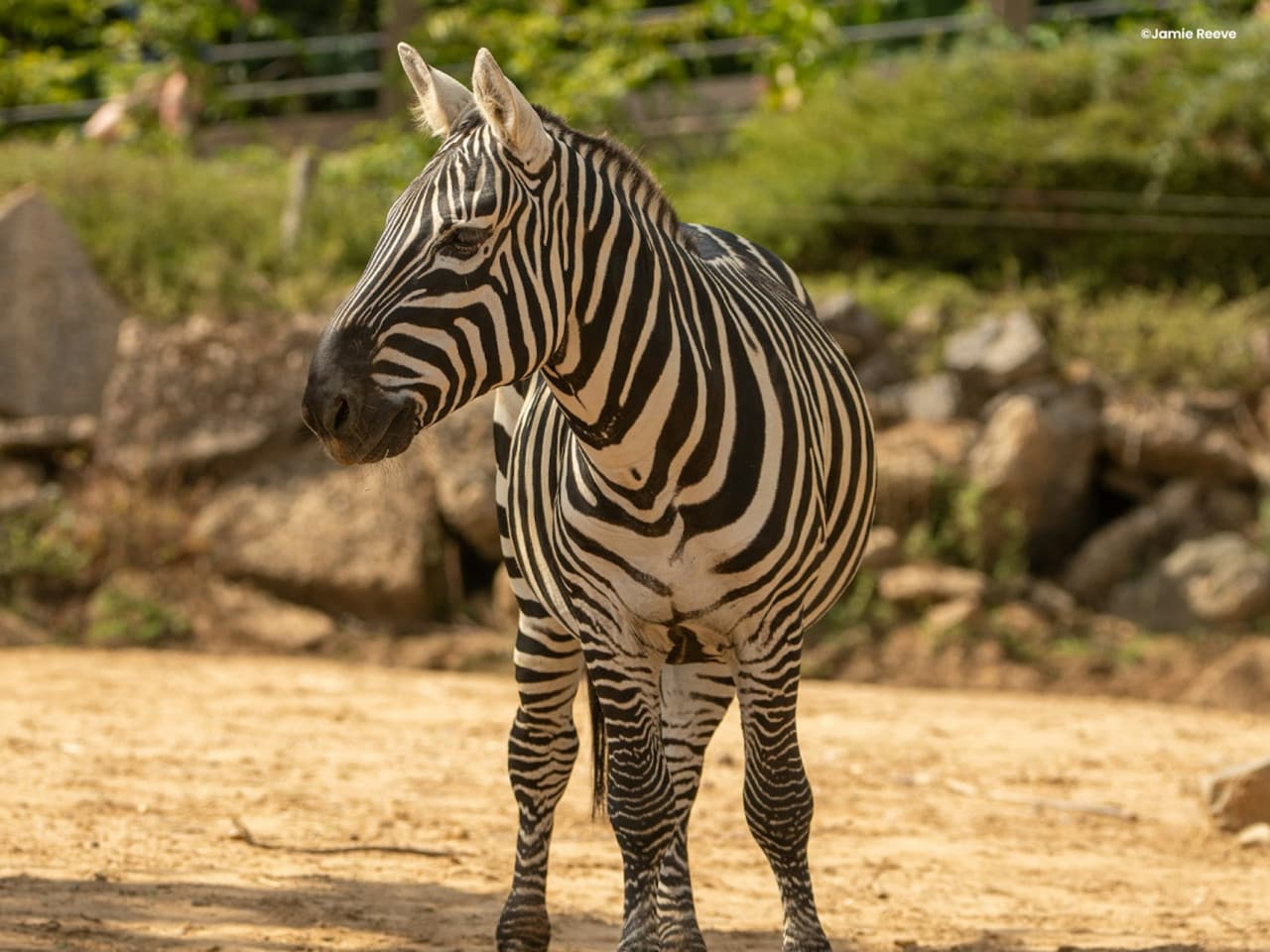 Colchester Zoo Ticket
