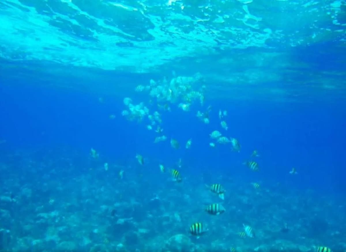 Kenting Houbihu Semi-Submarine Experience