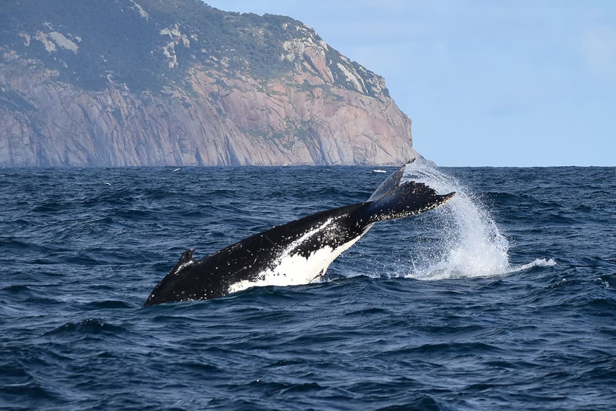 Wilsons Promontory Whale Watching Sightseeing Cruise