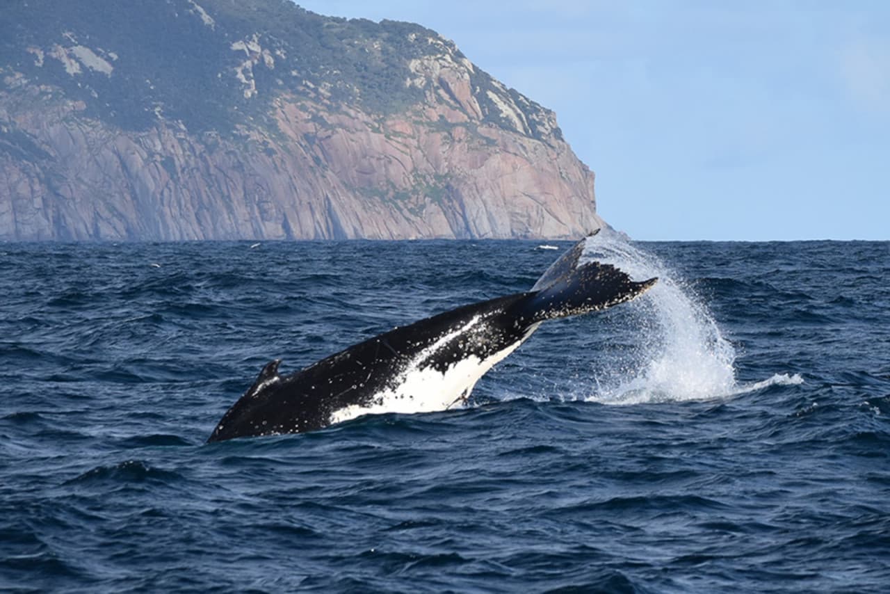 Wilsons Promontory Whale Watching Sightseeing Cruise – photo 3