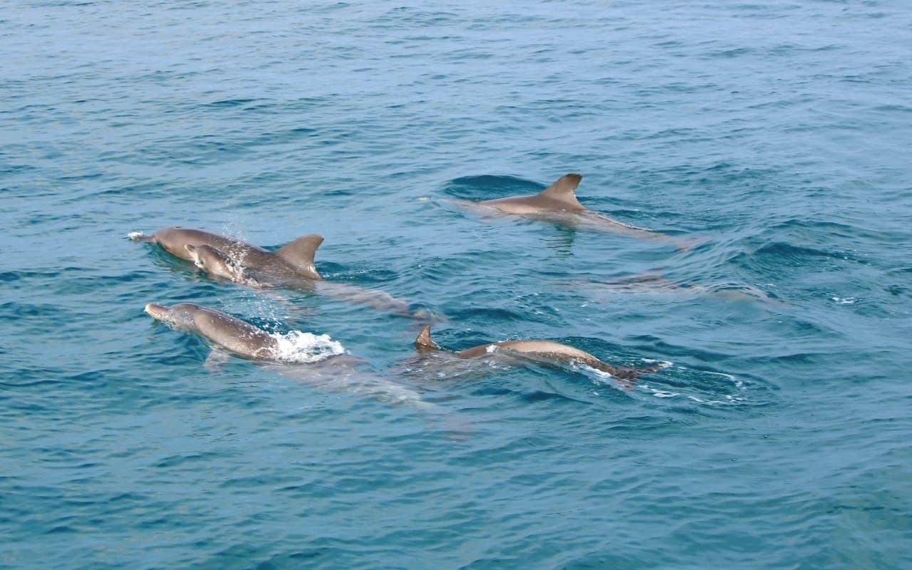 Raya Noi, Raya Yai, and Maiton Island Snorkelling Tour from Phuket