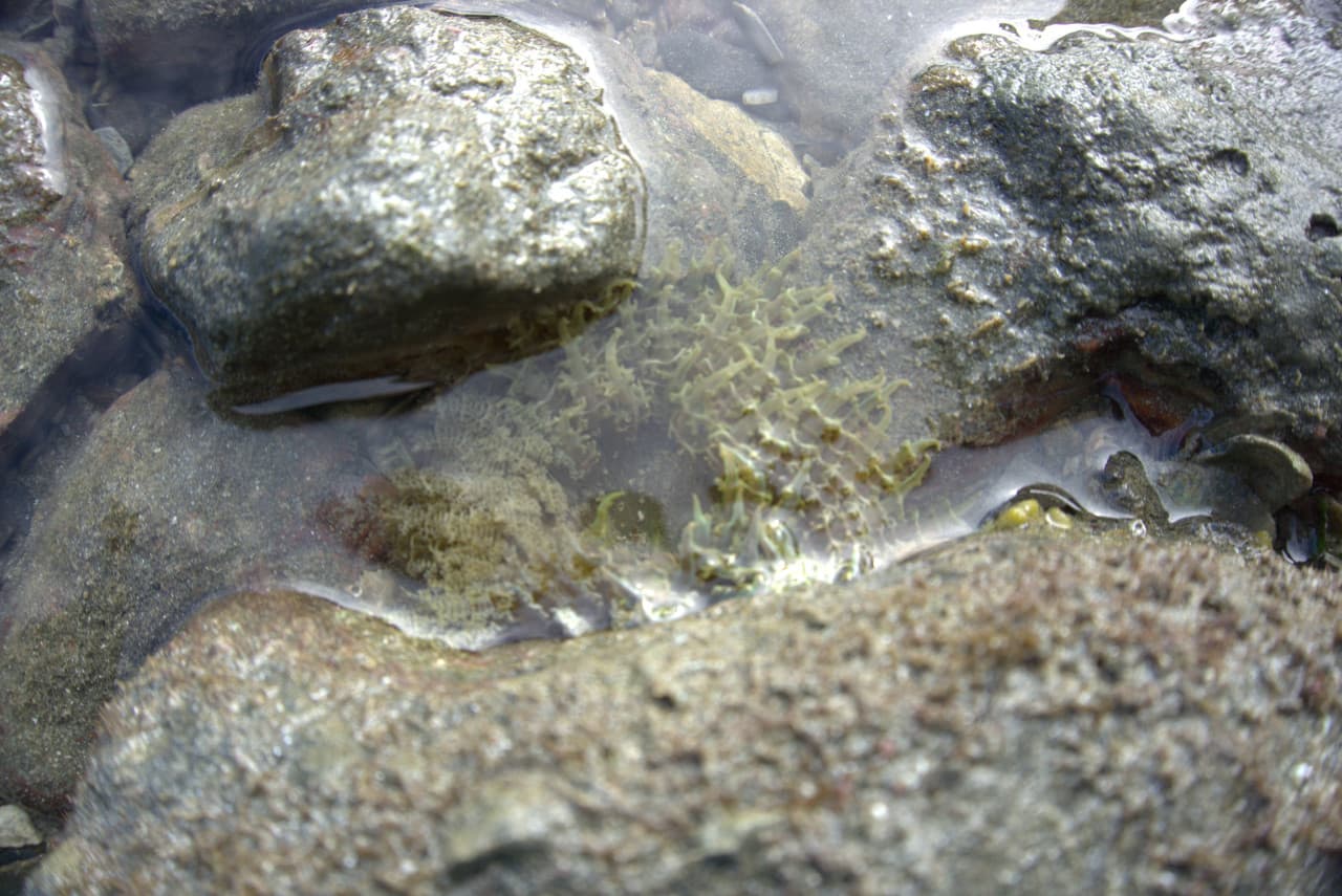 Desaru Beach and Tide Pool Walk – photo 32