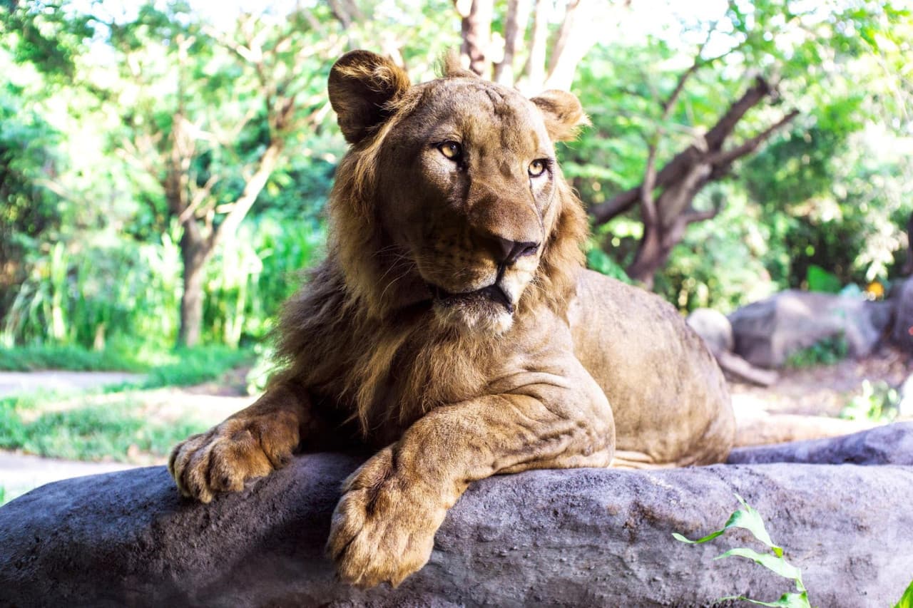 Bali Safari Park Ticket – photo 4