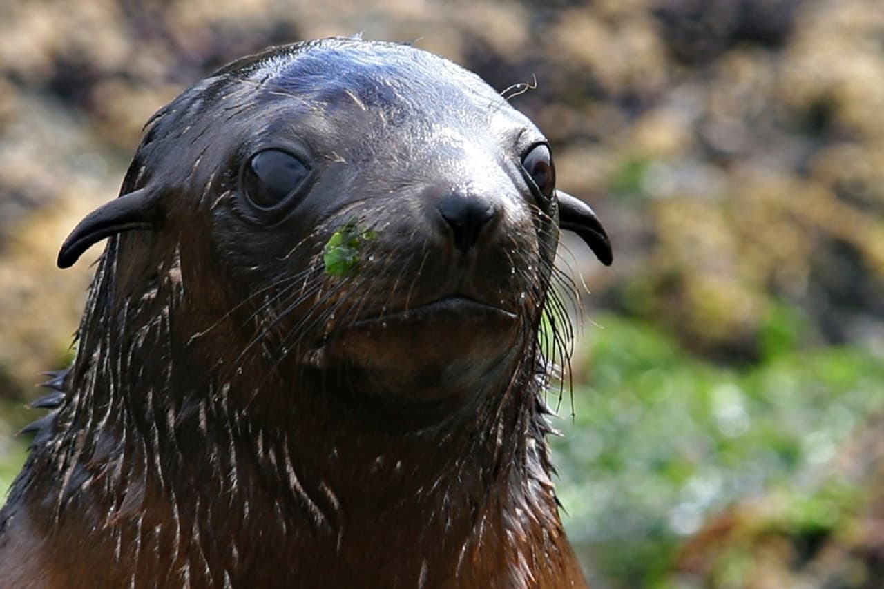 Phillip Island Seal Watching Cruise – photo 4