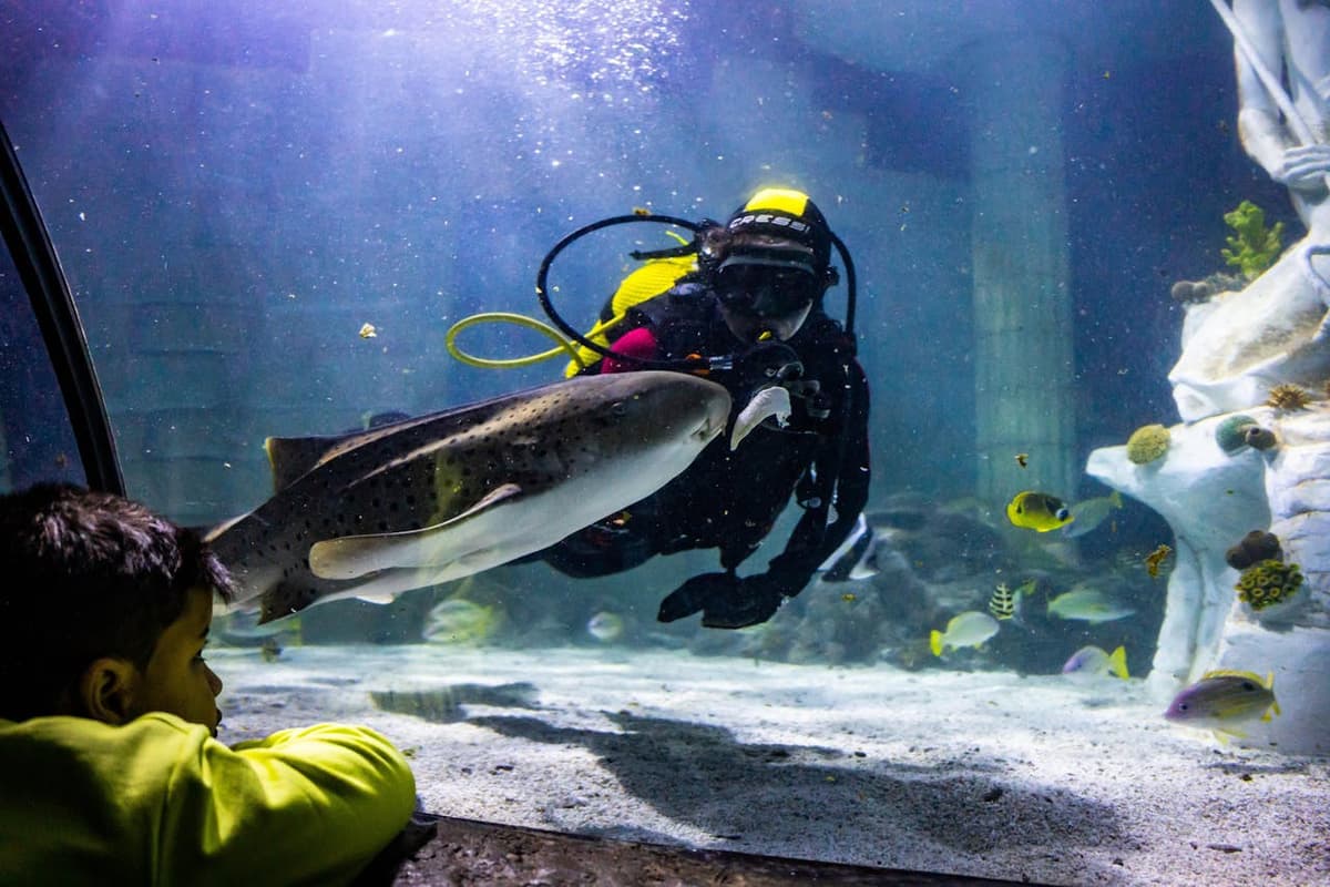 SEA LIFE Porto Ticket