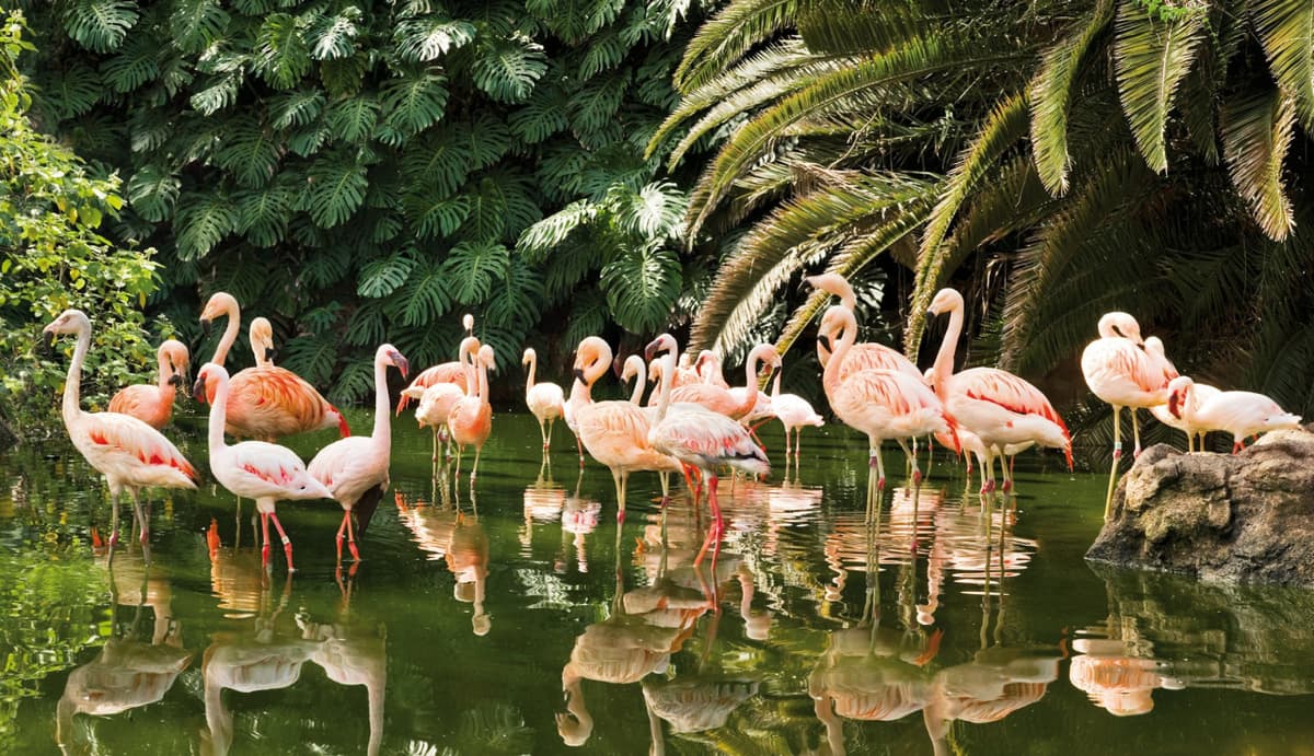Loro Parque Ticket