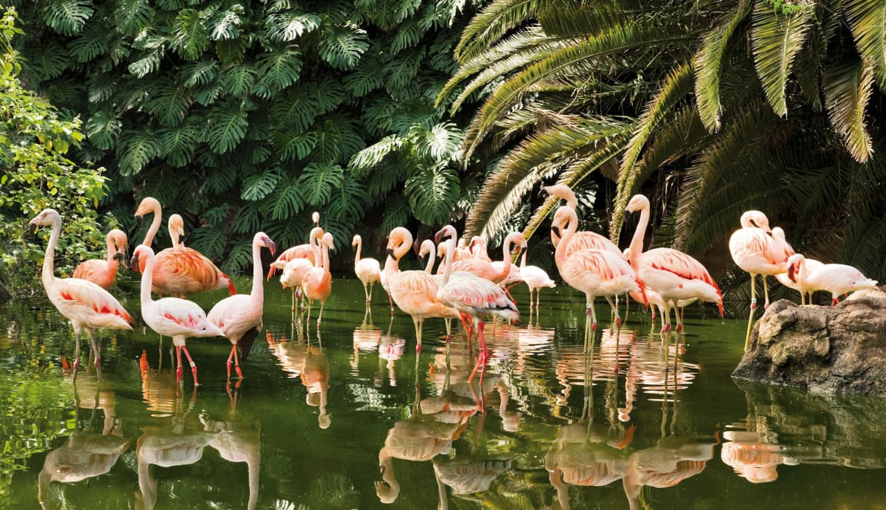 Loro Parque Ticket
