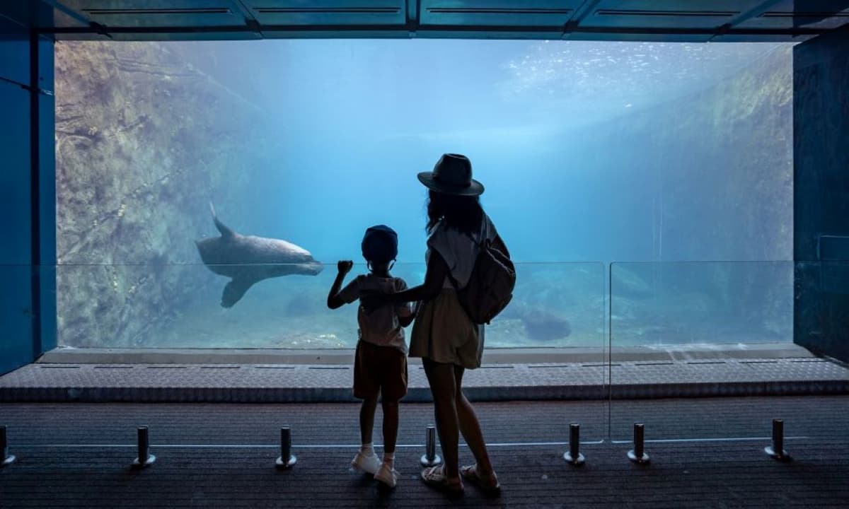 Taronga Zoo Ticket with Optional Round Trip Ferry