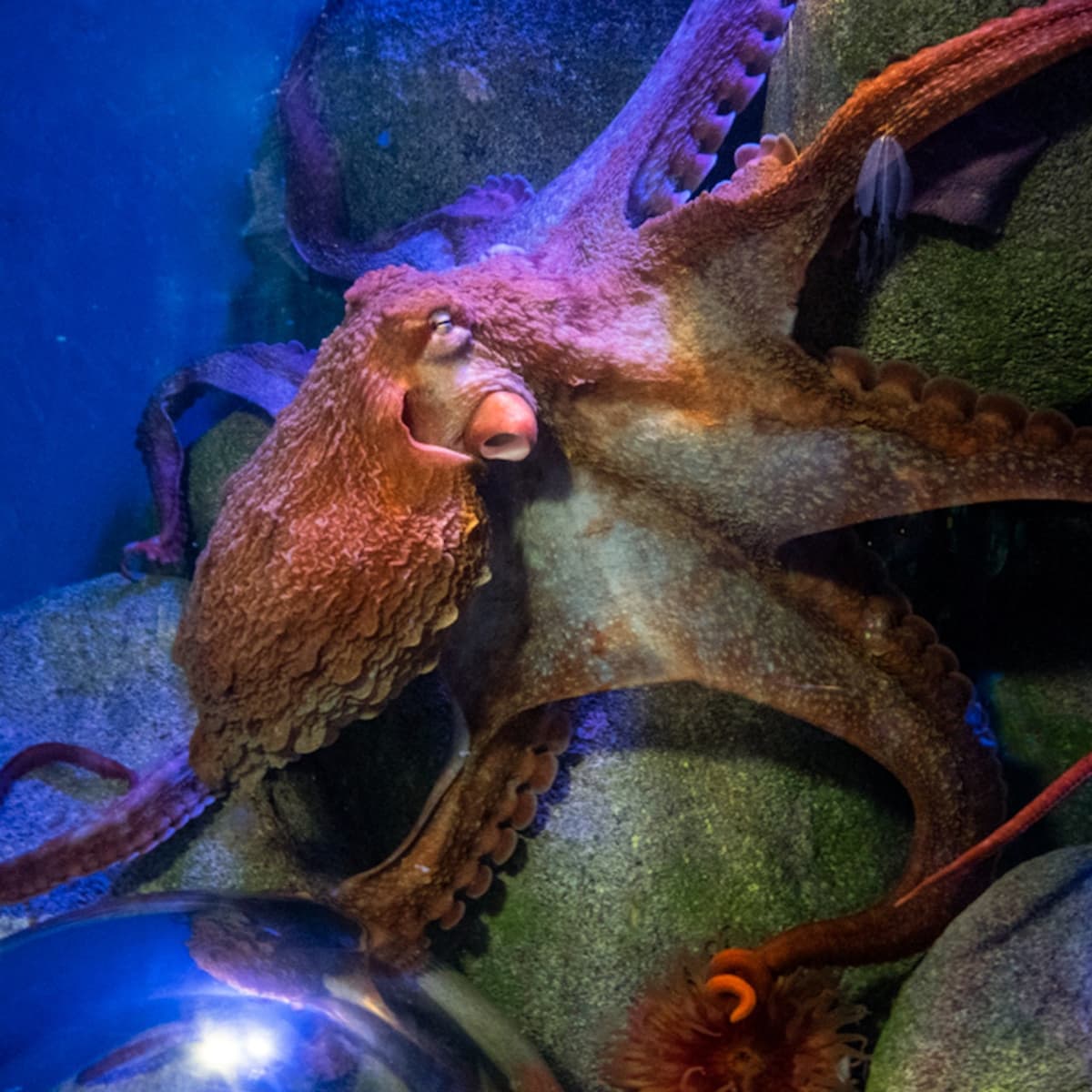 New York Aquarium