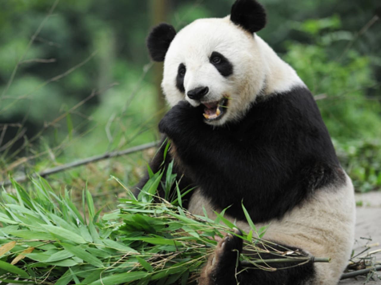 Beijing Zoo, Summer Palace, and Lama Temple Tour – photo 3