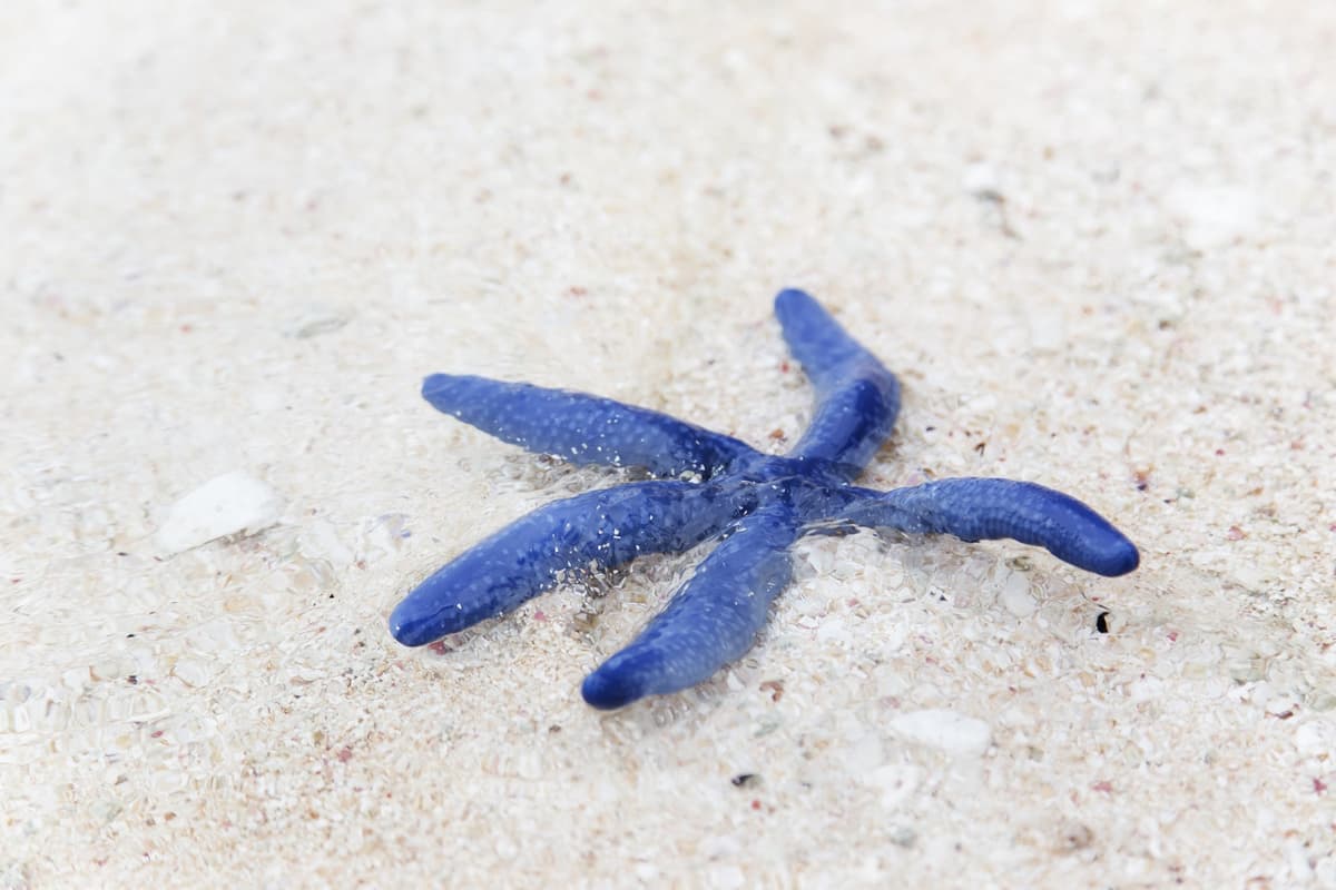 Desaru Beach and Tide Pool Walk
