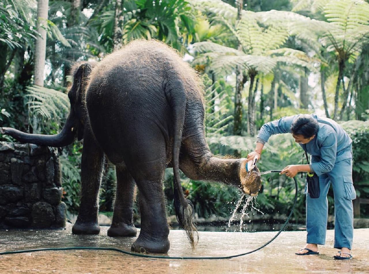 Mason Elephant Park Bali by Mason Adventures (Formerly known as Elephant Safari Park) – photo 3