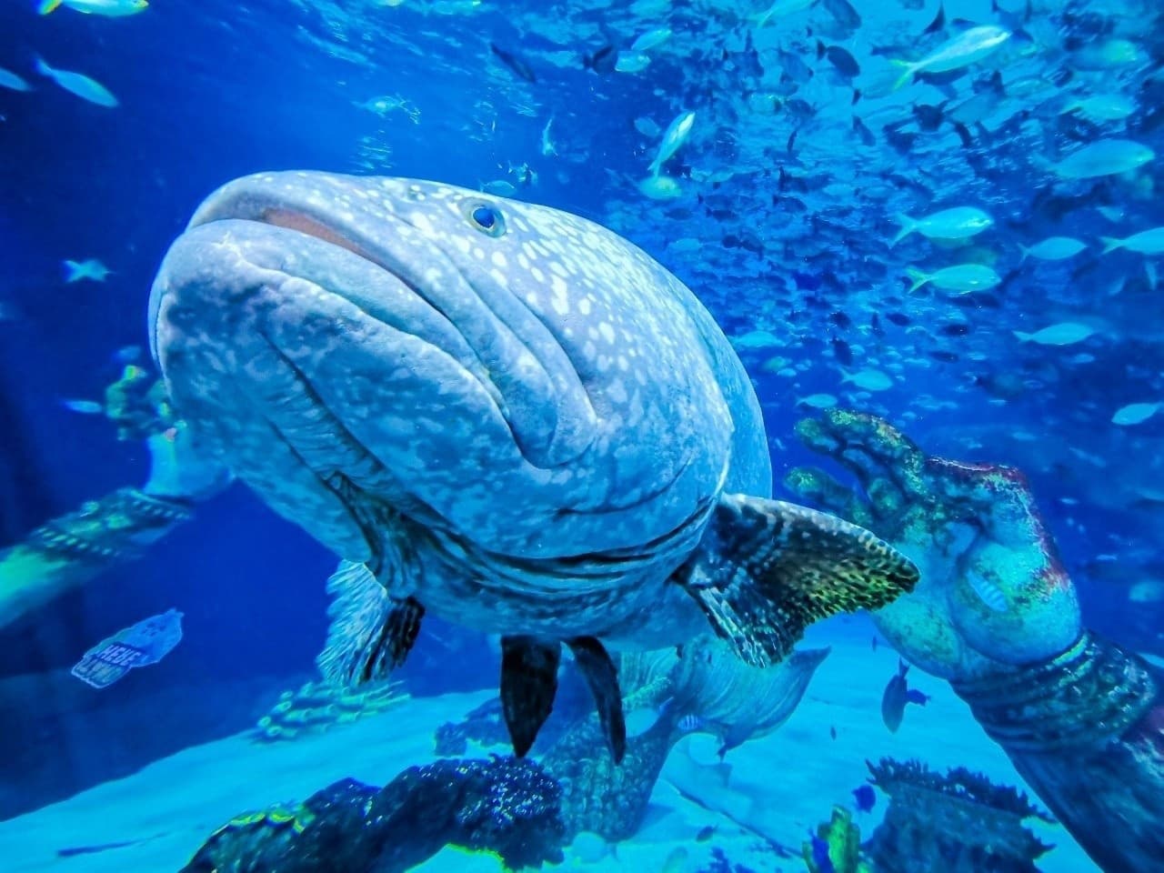 Aquaria Phuket – photo 14